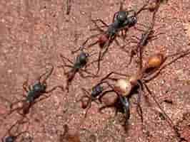 Lively Ants - image for Army Ant: Portrait of Eciton spp.