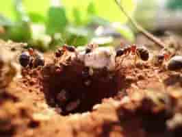 Lively Ants - image for Polydomy in Ants: The Complex Structure of Interconnected Nests