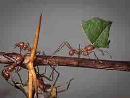 Lively Ants - image for Leafcutter Ant: Portrait of Atta spp. and Acromyrmex spp.